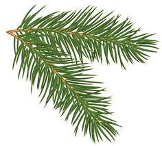 In this page you can download free png images: Pine Branch Png Clip Art Image Pine Branch Tree Images Christmas Tree Clipart