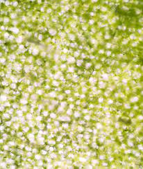 The image resolution 800 x 708 px and the image size only 0 kb. Plant Cells Under Microscope 100x Stock Photo Picture And Royalty Free Image Image 43885273