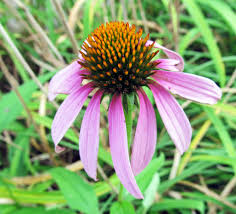 We did not find results for: Wildflowers Of Western Pennsylvania Eastern Purple Coneflower Echinacea Purpurea This Native Herbaceous Perennial Member Of The Aster Family Asteraceae Is Found Throughout Eastern And Central United States And Ontario Canada It