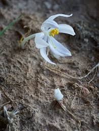 Image result for Gethyllis