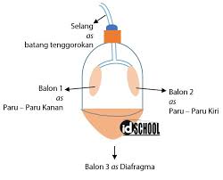 Praktikum Biologi Cara Kerja Paru Paru Idschool