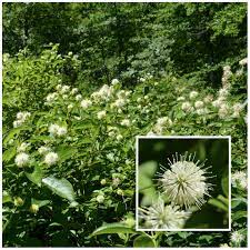 Local elevation difference is mainly 10 to 20 feet. Buttonbush A Midsummer Favorite Native Beeology