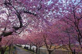 © instagram от facebook, 2021. æ²³æ´¥æ¡œé–‹èŠ±é€Ÿå ± 2021 02 13 Sakura Blog æ²³æ´¥æ¡œæƒ…å ±