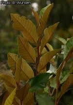 Image result for Trichocladus ellipticus