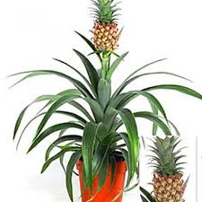 Ananas Corona 1 Pflanze Ananas Pflanzen Pflanzen Pflanzen Kaufen