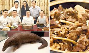 Basic facts about chinese pangolin: Chinese Officials Probed For Serving Pangolin To Hk Tycoon S Son At Banquet