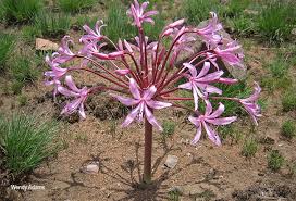 Image result for Brunsvigia radulosa