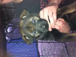 We did not find results for: Akc Czech German Shepherd Working Line Puppies For Sale In Joplin Missouri Classified Americanlisted Com