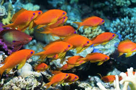 Lyretail Anthias