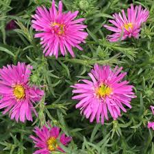 Image result for Asters `Jenny
