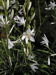 Image result for Anthericaceae