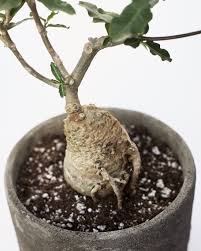 Image result for Fockea angustifolia