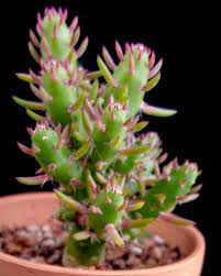 These plants have been known to grow up trees and over fences of wood and rock using aerial roots for stabilization. Austrocylindropuntia Subulata Fa Monstrose Cactus Jungle