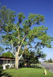 Image result for Celtis sinensis
