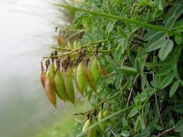 Image result for Dichilus reflexus