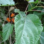 Image result for Urera