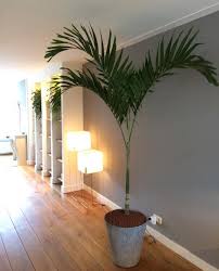 Veitchia Merrillii In Grijze Pot Jardim Vasos Quintal