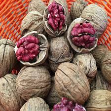 Erik fidanı nasıl dikilir, şeftali fidanı nasıl dikilir, ayva fidanı nasıl dikilir, badem fidanı nasıl dikilir, elma fidanı nasıl dikilir, bakımı. Cazip Fiyata Tuplu Kirmizi Ceviz Fidani