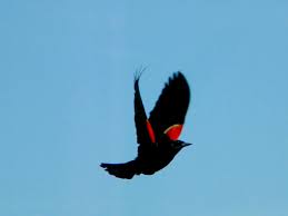 Small Birds Of Upstate Ny Flying Red Wing Blackbird Black Bird Red Wing Blackbird Beautiful Birds