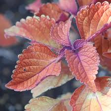 Image result for Coleus stenostachys
