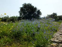 Image result for Anchusa
