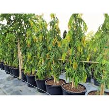 We did not find results for: Ashoka Tree Plant à¤†à¤‰à¤Ÿà¤¡ à¤° à¤ª à¤² à¤Ÿ In Ambegaon Bk Osmanabad Gurukripa Ropvatika Id 20061746348