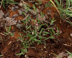 Image result for Polygala sphenoptera