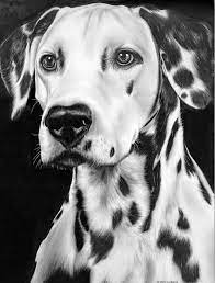 10 Lindos Dibujos A Lapiz De Perros Perros Dibujos A Lapiz Dibujos De Perros Dibujo De Perro Novios y parejas románticas plasmadas en dibujos fáciles a. 10 lindos dibujos a lapiz de perros