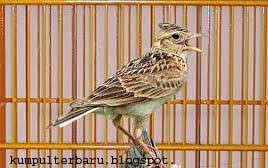 Burung branjangan merupakan burung yang bisa dikatakan luar biasa dan memiliki keunikan tersendiri. Membedakan Branjangan Jantan Dan Betina Yang Akurat Kumpulterbaru