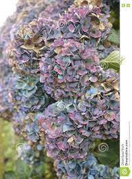 Purple And Blue Fading Hydrangea Flower Heads Stock Photo Image Of Beautiful Antique 70299134