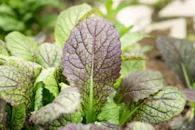 Image result for Brassica juncea