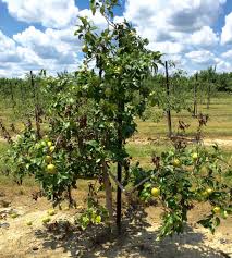 We did not find results for: Fire Blight Of Apples And Pears Ohioline