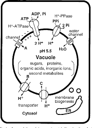 Check spelling or type a new query. Proton Pumps Of The Vacuolar Membrane In Growing Plant Cells Semantic Scholar