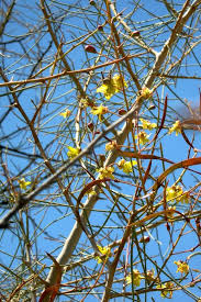 Image result for Parkinsonia africana