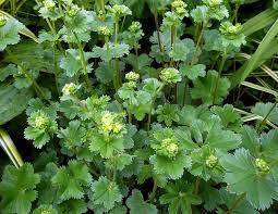 Image result for Alchemilla ellenbeckii