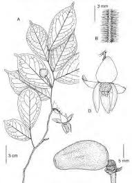 Image result for Necepsia castaneifolia