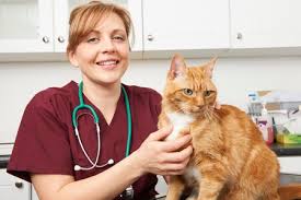 Don't turn up unannounced with a car full of trapped cats at the vet practice; How To Care For Your Cat After Spaying Or Neutering