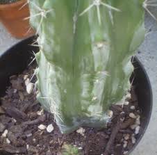 Tái chế bao tải trồng dưa lưới khủng cho trái ăn mỏi miệng|growing huge melon, fruit eat tired mouth. Plants Are The Strangest People Random Plant Event Cereus Peruvianus Sucker