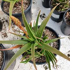 Image result for Aloe inyangensis