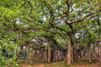The sprawling canopy of the historic Great Banyan Tree at Shibpur, AI generated