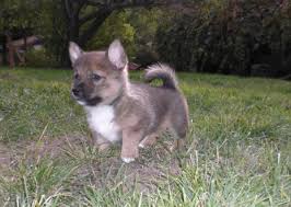 Puppy Photos Solborg Swedish Vallhunds Swedish Vallhund Puppy Photos Puppies