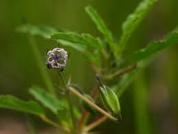 Image result for Monsonia angustifolia