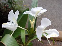 What are the best smelling flowers. Best Smelling Flowers For Your Garden Australian Outdoor Living