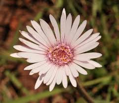 Image result for Gerbera viridifolia