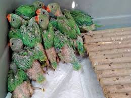Rescued Baby Parakeets Being Fed On Formula Love