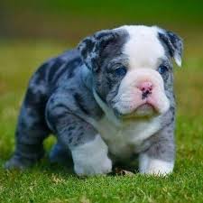 English bulldog puppies for sale in cullman, alabama united states. Blue Merle Bulldog Puppy Bulldogsbreeds English Bulldog Puppies Bulldog Puppies Baby Animals
