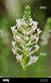 Image result for Hebenstretia angolensis