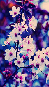 Best Flower Iphone Wallpapers Flower Background Iphone Flower Wallpaper Flower Backgrounds