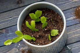 Image result for cactus cuttings