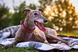Read headlines on court rulings, premiums and insurance claims. 5 Commonly Overlooked Dogs That Need To Be Adopted Healthy Paws Pet Insurance